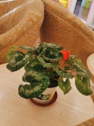 -北京俪婴妇产医院(朝阳大悦城店)