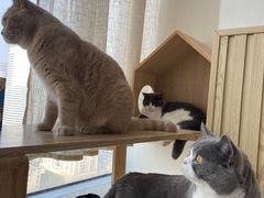 -Catmate·猫肥家润(金润铂宫店)