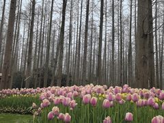 -东平国家森林公园