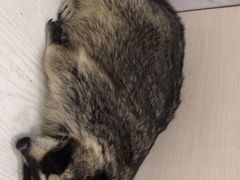 -浣熊柯尔鸭土拨鼠·电玩咖