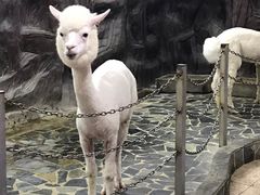 -上海大自然野生昆虫馆(东方明珠·爬宠昆虫探索中心)