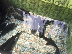 -荣德灶台鱼(圣泉寺店)