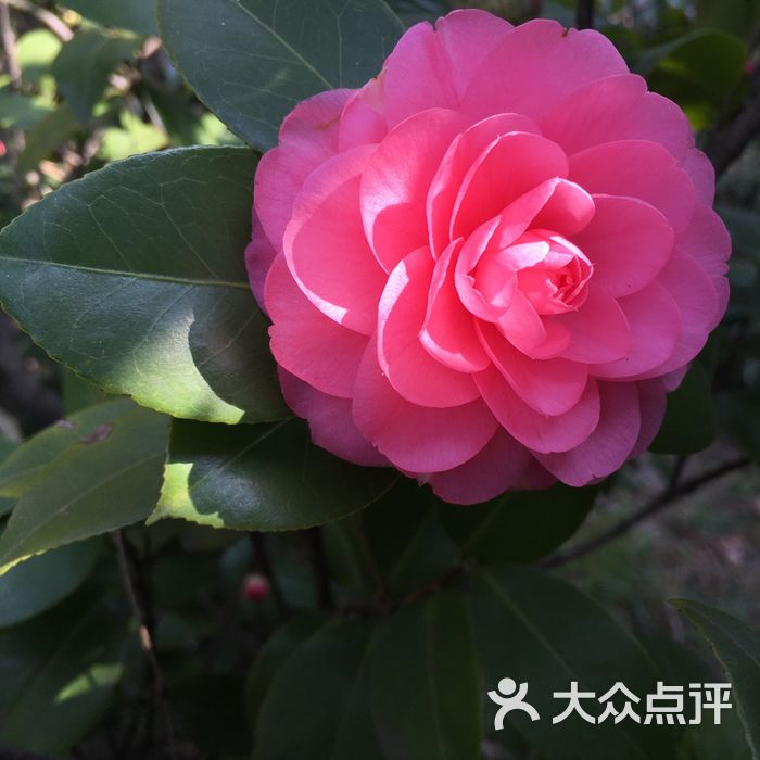 云萝姑娘           黄勤71