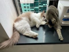 -楼上猫咖(罗湖店)