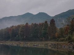 -小芝红树林