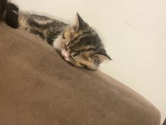 -宠福鑫康馨动物医院·骨科·眼科