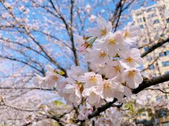 -高东镇樱花园