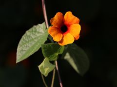 -厦门园林博览苑