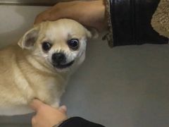 -惠康宠物医院(华能路店)