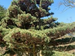 -鼓岭旅游度假区