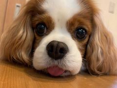 -暖阳宠物医院·犬猫康复中心·骨科