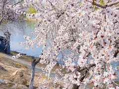 -桃花堤公园