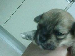 -爱侣宠医·鹦鹉专科·小型哺乳类·异宠专科(灵石路店)