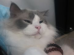 -酷豆宠物咖啡·宠物美食·撸猫馆