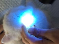 -飞行喵MR PILOT|猫舍·猫咖(静安大融城店)