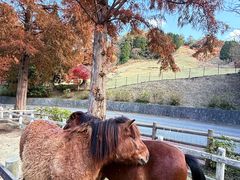 -神户市立六甲山牧场