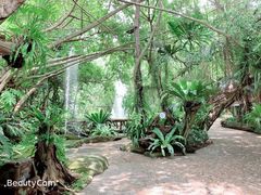 -绿光森林餐厅