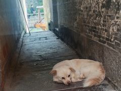 -乌镇东栅景区