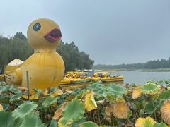 -白洋淀景区