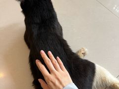 -平行世界·猫咖(首经贸店)