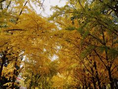 -三里屯东五街银杏大道