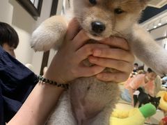 -逗柴咖啡屋·狗咖猫咖宠物桌游
