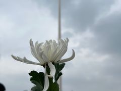 -侵华日军南京大屠杀遇难同胞纪念馆-停车场