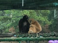 -西霞口神雕山野生动物世界