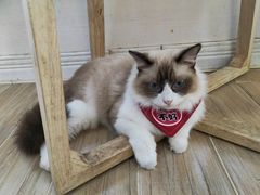 -李小姐の猫咖啡馆(五角场店)