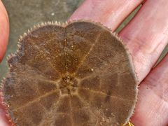 -考记泥焗鸡农庄·海鲜(北洛秘境店)