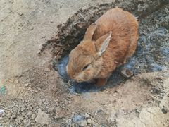 -苏州太湖西山岛开心农场
