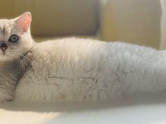 -猫大福·Fortune Cat猫舍(百子湾店)