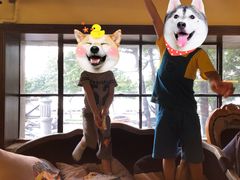 景观位-more than meow吴止猫主题餐厅(承德 中船汇店)