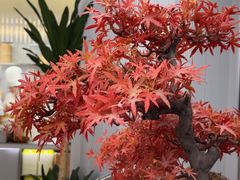 -苏小柳点心·手作小笼包(浦东嘉里城分院)