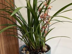 -荷风细雨·中国茶宴(碧云店)