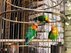 -鱼桥巷·美学川菜