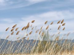 -野鸭湖国家湿地公园