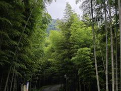 -潜山国家森林公园