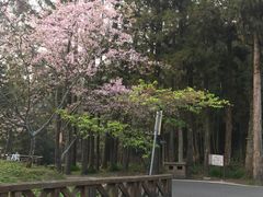 -阿里山神木遗迹