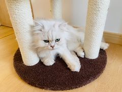 -猫腻·猫咖·撸猫馆(星光大道店)