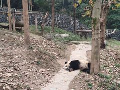 -都江堰中华大熊猫苑