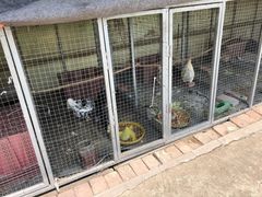 -樂桃源奉贤黄桃种植采摘基地