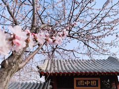 -桃花堤公园