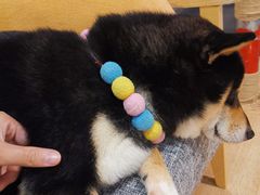 -南京Hallo宠物乐园·哈罗犬舍·柴犬繁育基地