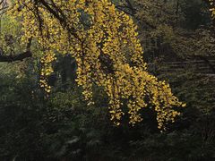 -伯先公园