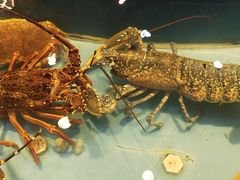 -皇朝尊会(龙之梦大酒店)