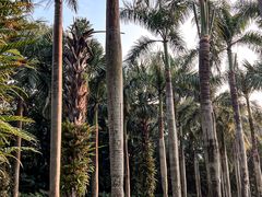 -深圳仙湖植物园