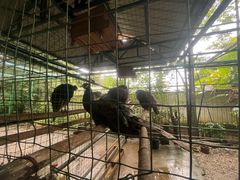 -瑞丽独树成林风景区