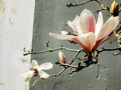 -无锡梅园公园