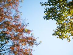 -广州市流溪河国家森林公园